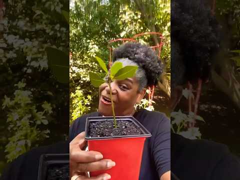 Vídeo: Sweet Bay Leaf Tree: Como cultivar uma árvore de folha de louro
