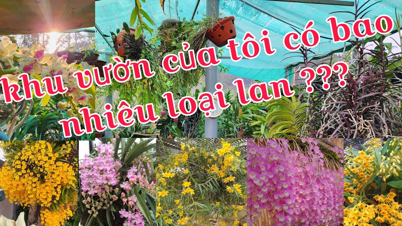 Tổng hợp các loại lan trong vườn của tôi, các loại lan rừng phổ biến dễ trồng