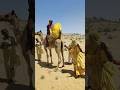 زفاف صحراوي ملكي على ظهر الجمل مشهد تراثي ينتشر بقوة