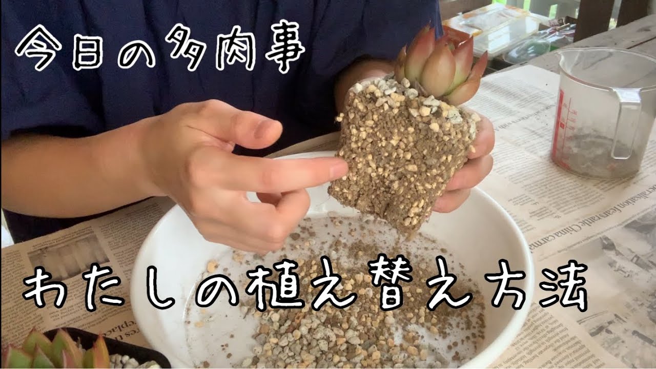 【今日多肉事】多肉植物の植え替え方法