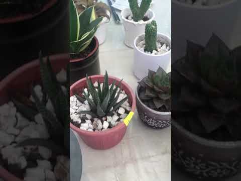 Video: Kupanda Cactus na Mimea ya Succulent Ndani ya Nyumba