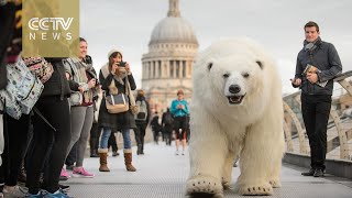 London: Polar bear walks freely through the city
