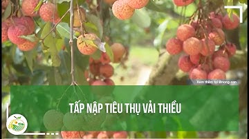 Tấp nập tiêu thụ vải thiều