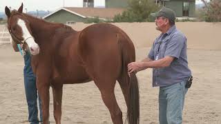 The Masterson Method  Sacrum Float Technique with a nervous horse