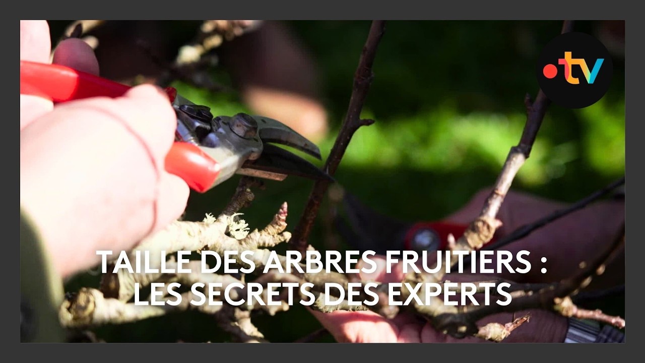 Taille des arbres fruitiers : les secrets des experts pour une récolte abondante 🍎✂️