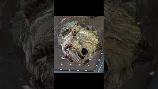 Close-up Hornet Nest