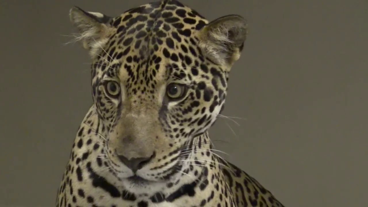 Finally Fiona: Orphaned Jaguar from Panama at Palm Beach Zoo