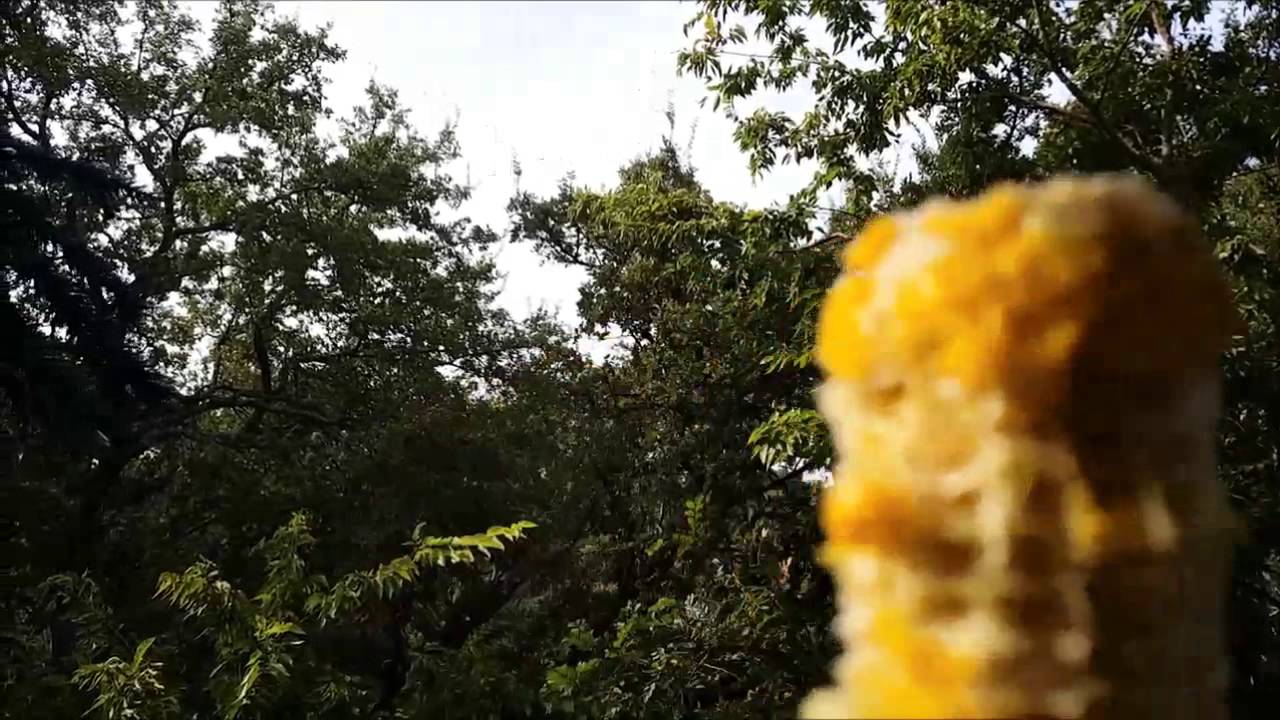 Throwing Stuff at Squirrels YouTube