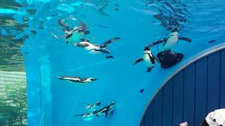 【サンシャイン水族館】まさに空飛ぶペンギン003