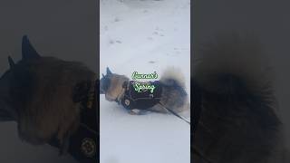 Norwegian Elkhound Gunnar's Spring #dogshorts #elkhound#bruins