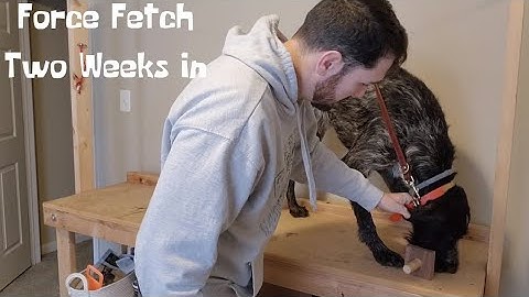 Deutsch Drahthaar  Force Fetch Two Weeks Deep