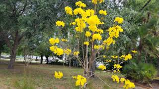 Yellow Trumpet Trees (Tabebuia Chrysotricha) First bloom.