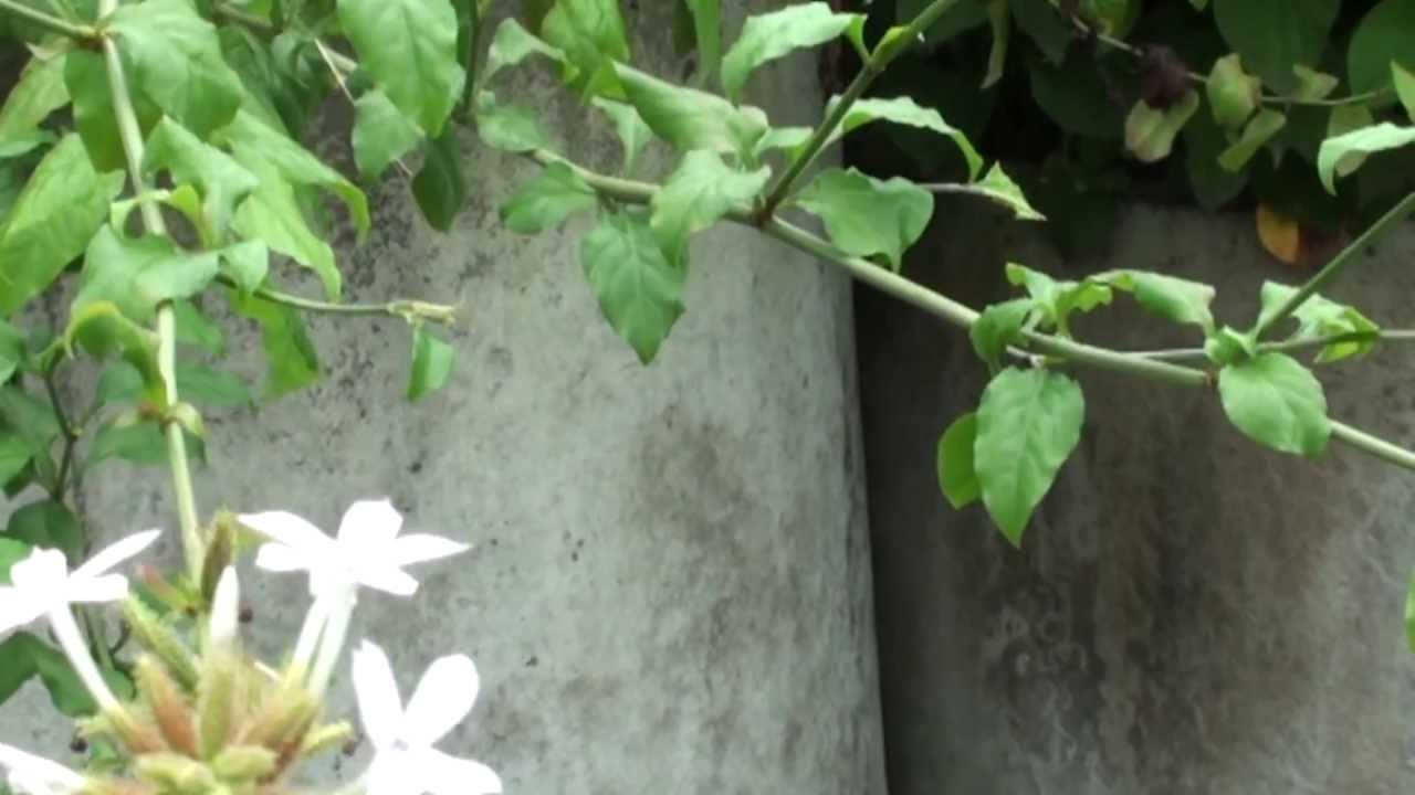 介紹藥用植物及民間常用青草藥白花丹別名 烏面馬 白雪花 一見消 藍雪 照草白花藤 Youtube 介紹藥用植物及民間常用青草藥白花丹別名 烏面馬 白雪花 一見消 藍雪 照草白花藤 Youtube