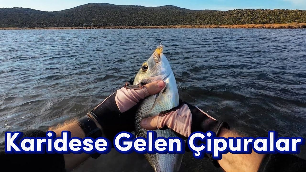 Levrek Ararken Çipuraları Buldum / Silikon Karidese Gelen Çipuralar / Levrek Yerine 3 Çipura Geldi