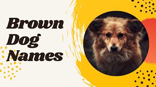 30 Cute Brown Dog Names With Meaning for Your Chocolate Colored Pup ! Unique Puppy Names
