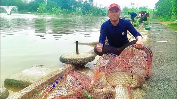 Câu Cá Chép Tốc Độ Cá Vào Ổ Nhiều Chia Sẻ Cách Xả Ổ Xử Lý Tốt Trong Một Buổi Câu