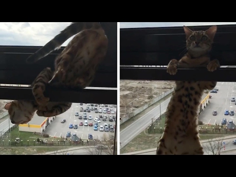 Cat Nearly Falls 13 Floors