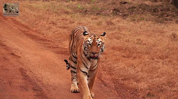 The royal walk of a tiger is even better in slow motion