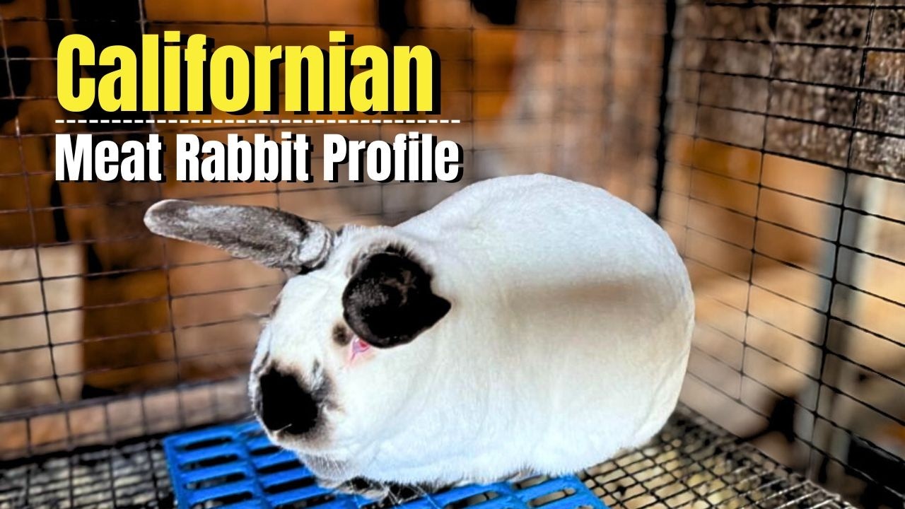 Get to Know the Californian Meat Rabbit Breed (Breed Profile) - YouTube