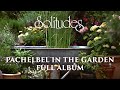 Capture de la vidéo 1 Hour Of Relaxing Music: Dan Gibson's Solitudes - Pachelbel In The Garden (Full Album)