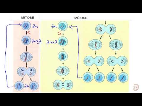 Video: Is spermatogenese meiose of mitose?