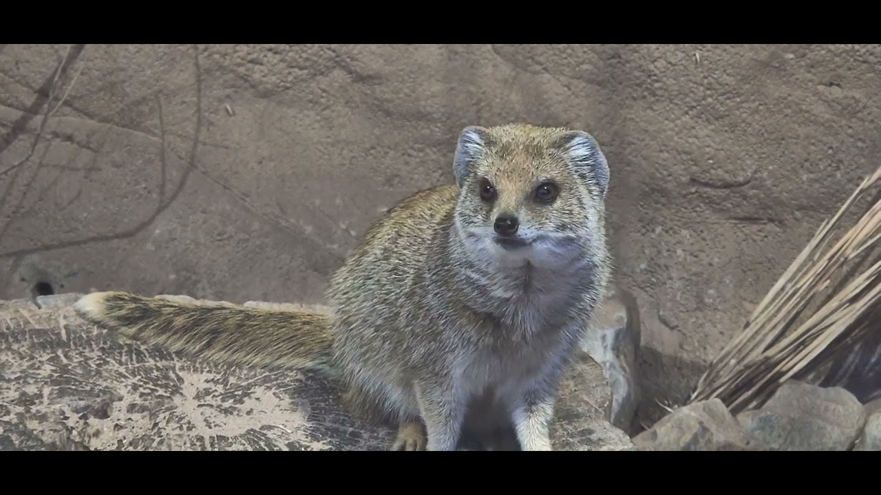 Video I took at Chester zoo of the yellow mongoose 