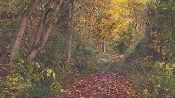 🌳 4K - Relaxing Nature Sounds For Stress Relief, Forest Sounds, Bird Song, ASMR