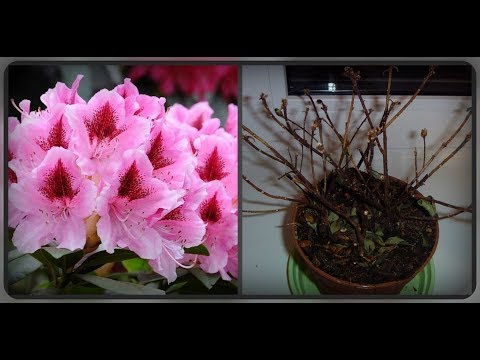 Vídeo: Azalea, Possibles Problemes De Cura