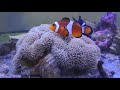 ハタゴイソギンチャク(手のひらレアサイズ)沖縄産飼育販売マリンキープ