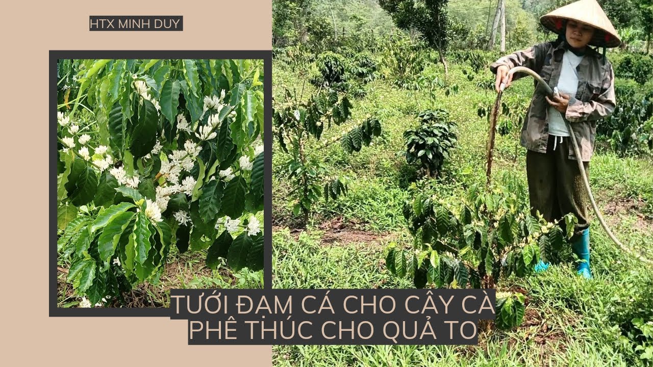 Tưới đạm cá cho cây cà phê thúc quả to watering coffee plants with