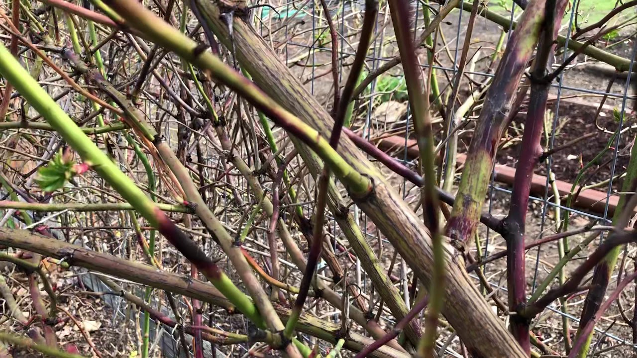 Pruning Roses YouTube