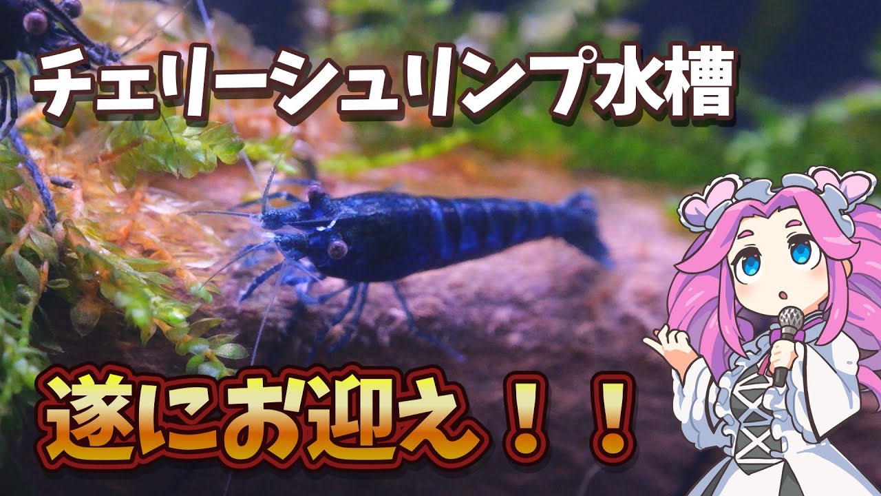 Amazing colors! Fujino Spiral Cherry Shrimp Tank, finally welcomed