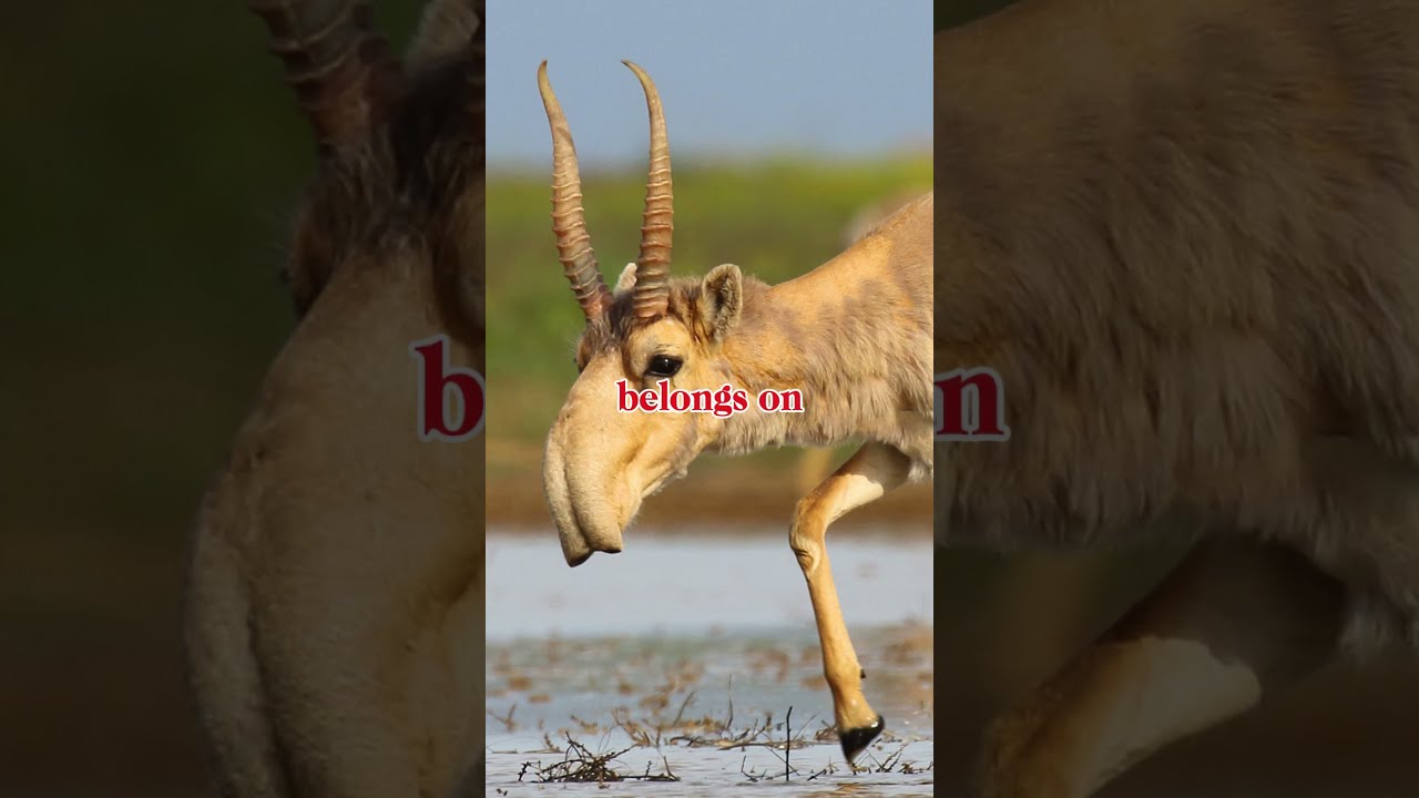 Top 10 Strangest Animals In The Universe You Won T Believe 7 Varietyvista89 Shortsfeed