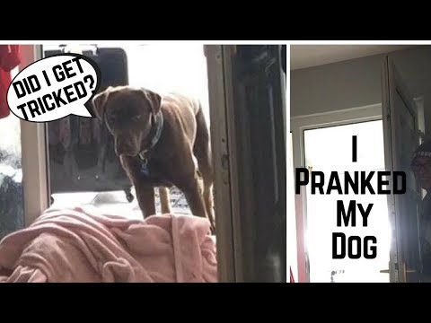 dog-blanket-trick-*prank*