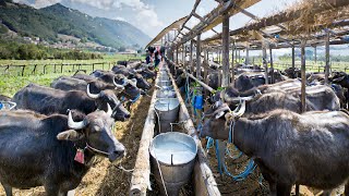 Процесс изготовления сыра из молока буйвола на заводе - выращивание и сбор молока буйвола 🧀