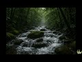 Relaxing Tropical Forest River Sounds | Peaceful Jungle Stream Ambience