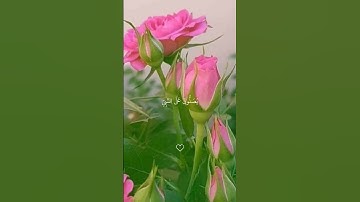 صلي الله عليه وسلم 🤍#صوت_جميل #تلاوة_خاشعة #رح_سمعك #ماهرالمعيقلي