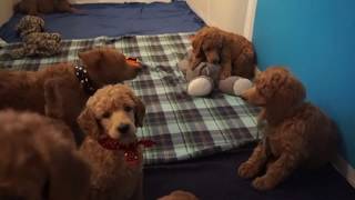 Red standard poodle puppies at 6 weeks old by Debra Pohl 3,713 views 5 years ago 1 minute, 50 seconds