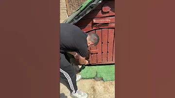 مفاجاة مش كده كلبي الرود 