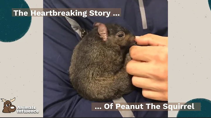 The Heartbreaking Story Of Peanut The Squirrel | I...