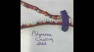 Eukaryotic Translation And Transcription - By Mathias, And James