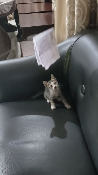 #cat #animallovers #kitten #trending #shortsvideo