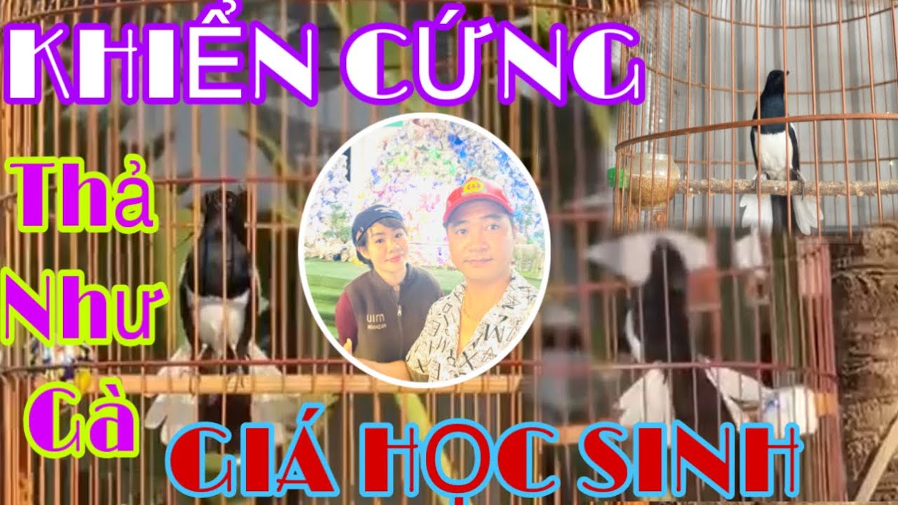 KHIỂN CỨNG ĐÁ TAY THẢ NHƯ GÀ // GIÁ HỌC SINH LÚA NON // MỜI AE 