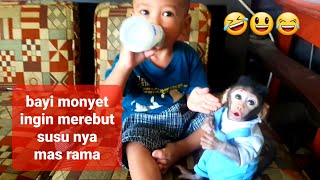 The baby monkey wants to steal his milk from Brother Rama 🤣🥰