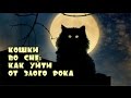 Кошки во сне как уйти от злого рока