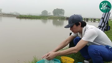 Câu cá diếc tự nhiên với mồi vuốt khô hiệu quả