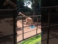 Giraffes watching