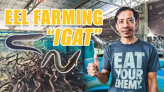 BEST EEL FARMING | FORMER GOLF INSTRUCTOR, TURNED EEL FARMER: A SUCCESS STORY OF MR. DELOS SANTOS