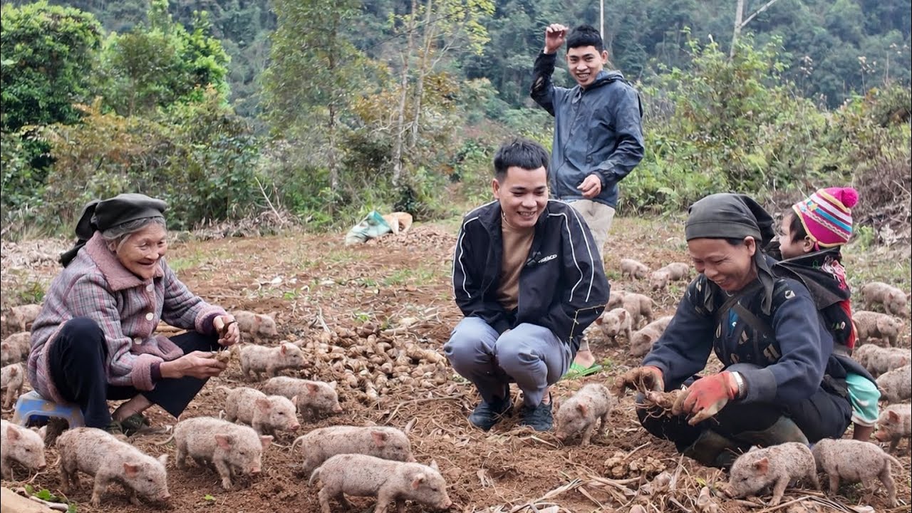EM PHONG Nhận Tin Buồn Ngay Đầu Năm Mới Đàn Lợn Giành Lấy Vợ Đã Không Còn !