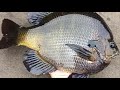 Biggest Bluegill in the world